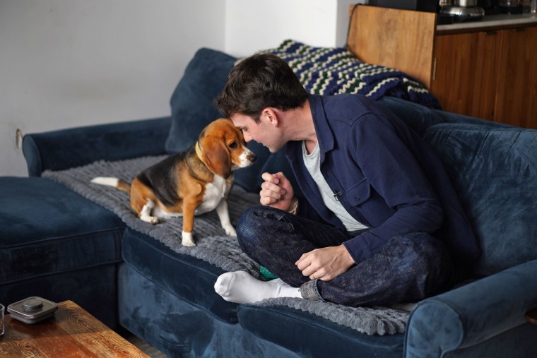 Matt Walker  with Bailey, his gene-edited hypoallergenic beagle, in New York on Aug. 4, 2026. 