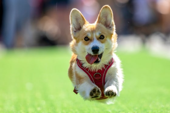 A corgi runs with it's tongue sticking out