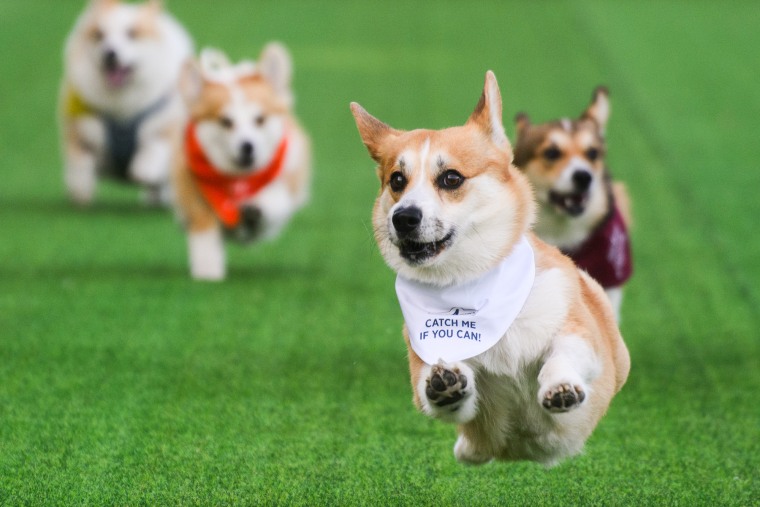 Four corgis run in a race, the corgi in the front of the pack wears a white bib that reads "Catch me if you can!"