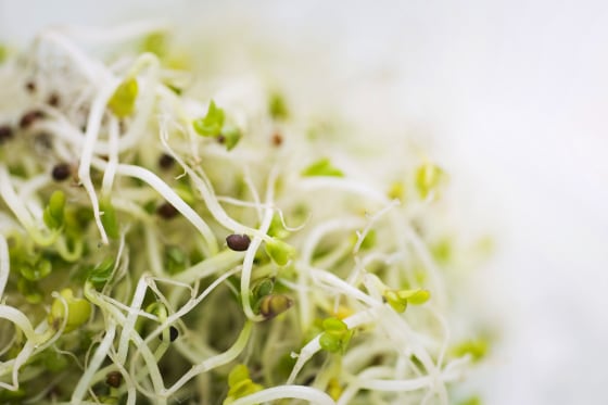 Alfalfa sprouts, close-up
