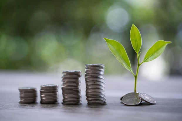 Coin and tree, financial growth concept, collecting money