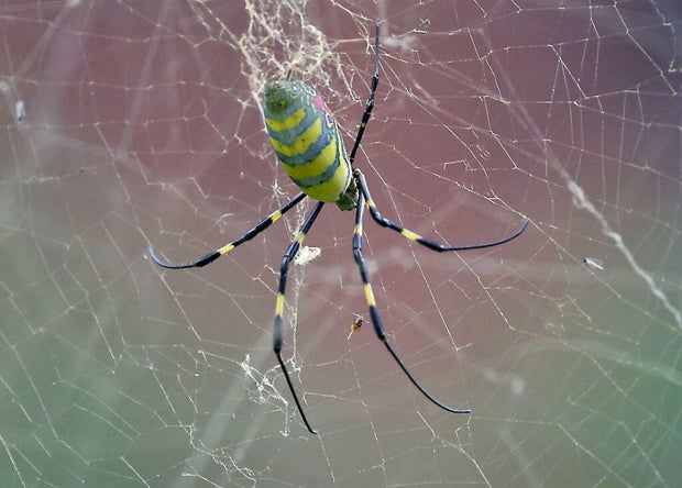 joro spider in Boston 