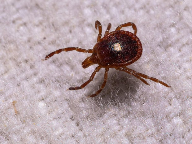 No red meat, no dairy, and no end in sight: How a tick-borne allergy has transformed Martha's Vineyard