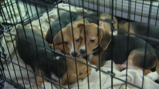 rescued-beagles-yamaguchi-frame-305.jpg 