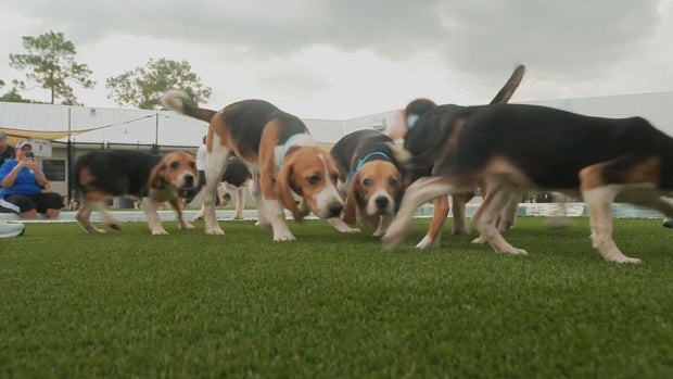 rescued-beagles-yamaguchi-frame-5565.jpg 
