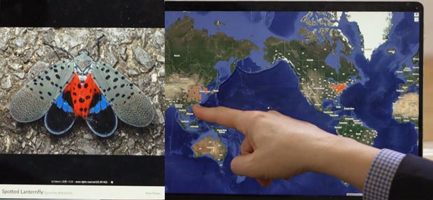 spotted-lanternfly-migration.jpg 